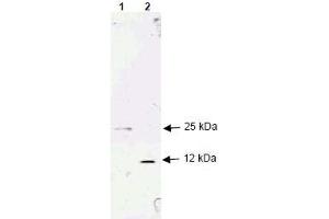 Image no. 1 for anti-Transforming Growth Factor, beta 1 (TGFB1) (AA 286-293), (N-Term) antibody (ABIN401249) (TGFB1 Antikörper  (N-Term))