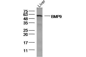 Lane 1: Mouse Liver lysates, probed with BMP9 Polyclonal Antibody, Unconjugated  at 1:300 overnight at 4˚C. (GDF2 Antikörper  (AA 351-429))
