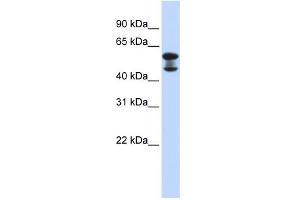 WB Suggested Anti-EHD4 Antibody Titration: 0. (EHD4 Antikörper  (Middle Region))