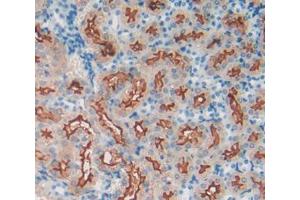 Used in DAB staining on fromalin fixed paraffin- embedded kidney tissue (MEP1A Antikörper  (AA 219-463))