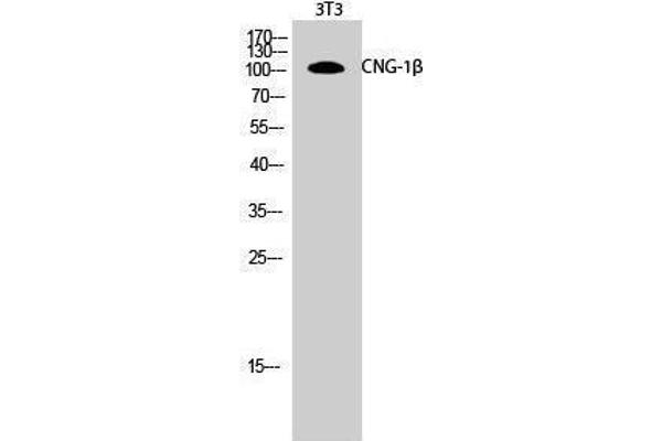 GARP Antikörper  (Internal Region)