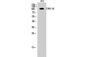 Western Blotting (WB) image for anti-Cyclic Nucleotide Gated Channel beta 1 (CNGB1) (Internal Region) antibody (ABIN3180547) (GARP Antikörper  (Internal Region))