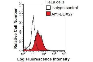 HeLa cells were fixed in 2% paraformaldehyde/PBS and then permeabilized in 90% methanol. (DDX27 Antikörper)