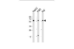 All lanes : Anti-TGFB1 Antibody (N-term) at 1:2000 dilution Lane 1: HepG2 whole cell lysate Lane 2: K562 whole cell lysate Lane 3: Raji whole cell lysate Lysates/proteins at 20 μg per lane. (TGFB1 Antikörper  (AA 30-50))