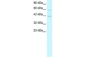 WB Suggested Anti-CREB5 Antibody Titration:  1.
