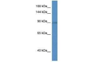 Western Blot showing Slc9a5 antibody used at a concentration of 1. (SLC9A5 Antikörper  (C-Term))