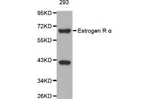 Western blot analysis of extracts of 293 cells, using ESR1 antibody. (Estrogen Receptor alpha Antikörper  (AA 1-190))