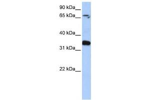 Western Blotting (WB) image for anti-GLE1 RNA Export Mediator (GLE1) antibody (ABIN2459776) (GLE1 Antikörper)