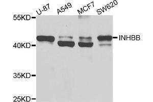 Western blot analysis of extracts of various cells, using INHBB antibody. (INHBB Antikörper)