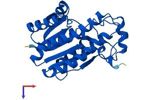 CBR4 Protein (AA 1-237) (His tag)