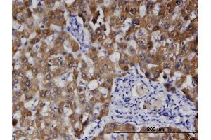 Immunostaining (ISt) image for anti-Hemochromatosis Type 2 (Juvenile) (HFE2) (AA 93-173) antibody (ABIN530965)