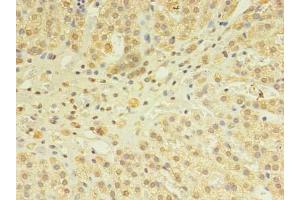 Immunohistochemistry of paraffin-embedded human adrenal gland tissue using ABIN7170377 at dilution of 1:100 (SNX24 Antikörper  (AA 1-169))