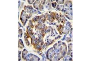 Immunohistochemistry analysis in formalin fixed and paraffin embedded human pancreas tissue using CL029 antibody (N-term) followed by peroxidase conjugation of the secondary antibody and DAB staining. (C12ORF29 Antikörper  (N-Term))