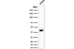 Western Blot Analysis of human HT29 cell lysate using Cytokeratin 20 Mouse Monoclonal Antibody (KRT20/1993). (KRT20 Antikörper  (AA 196-323))