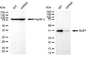 anti-Stem-Loop Binding Protein (SLBP) antibody