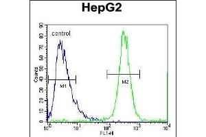 FBXO2 Antibody (C-term) (ABIN654170 and ABIN2844029) flow cytometric analysis of HepG2 cells (right histogram) compared to a negative control cell (left histogram).
