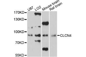 Western blot analysis of extracts of various cell lines, using CLCN4 antibody (ABIN6290202) at 1:3000 dilution. (CLCN4 Antikörper)