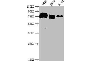 Western Blot Positive WB detected in: A549 whole cell lysate, 293T whole cell lysate, K562 whole cell lysate All lanes: CD55 antibody at 1:2000 Secondary Goat polyclonal to rabbit IgG at 1/50000 dilution Predicted band size: 42, 49, 40, 57, 60 kDa Observed band size: 70 kDa (Rekombinanter CD55 Antikörper)