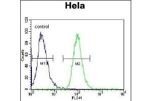 AKT2 Antibody (Center) (ABIN391023 and ABIN2841193) flow cytometric analysis of Hela cells (right histogram) compared to a negative control cell (left histogram). (AKT2 Antikörper  (AA 93-123))