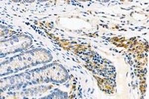 Immunohistochemistry analysis of paraffin-embedded mouse rectum using,FAM135B (ABIN7073910) at dilution of 1: 1000 (FAM135B Antikörper)