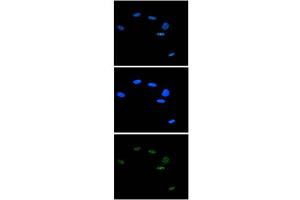 Immunofluorescence Microscopy of anti-Ash2 antibody Immunofluorescence Microscopy results of Rabbit anti-Ash2 antibody. (ASH2L Antikörper  (C-Term))