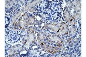 SPP1 antibody was used for immunohistochemistry at a concentration of 4-8 ug/ml to stain Epithelial cells of renal tubule (arrows) in Human Kidney.