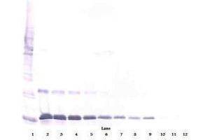Image no. 2 for anti-Interleukin 16 (IL16) antibody (ABIN465148) (IL16 Antikörper)