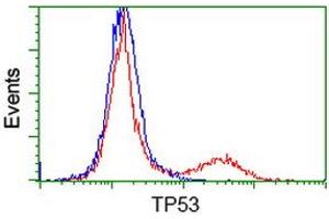 Image no. 6 for anti-Tumor Protein P53 (TP53) antibody (ABIN1499973) (p53 Antikörper)