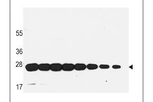 Western blot analysis of anti-GST Mab in recombinant GST protein.