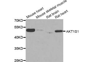 Western blot analysis of extracts of various cell lines, using AKT1S1 antibody (ABIN5973672) at 1/1000 dilution. (PRAS40 Antikörper)