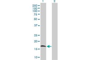 Western Blot analysis of CIRBP expression in transfected 293T cell line by CIRBP MaxPab polyclonal antibody. (CIRBP Antikörper  (AA 1-172))