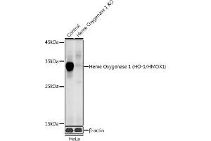 Western blot analysis of extracts from normal (control) and Heme Oxygenase 1 (HO-1/HMOX1) knockout (KO) HeLa cells, using Heme Oxygenase 1 (HO-1/HMOX1) antibody (ABIN6131781, ABIN6141881, ABIN6141883 and ABIN6215065) at 1:1000 dilution. (HMOX1 Antikörper  (AA 1-288))