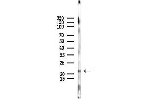 anti-Marginal Zone B and B1 Cell-Specific Protein (MZB1) antibody