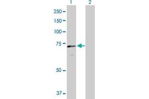 Western Blot analysis of CRY2 expression in transfected 293T cell line by CRY2 MaxPab polyclonal antibody. (CRY2 Antikörper  (AA 1-593))