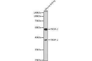Western blot analysis of extracts of Mouse kidney, using TROP-2 antibody (ABIN7271104) at 1:1000 dilution. (TACSTD2 Antikörper  (AA 27-270))