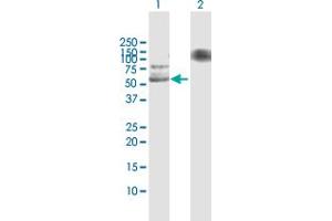 Western Blot analysis of USP3 expression in transfected 293T cell line by USP3 MaxPab polyclonal antibody. (USP3 Antikörper  (AA 1-520))