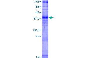 Image no. 1 for Olfactory Receptor, Family 2, Subfamily T, Member 27 (OR2T27) (AA 1-317) protein (GST tag) (ABIN1313511) (OR2T27 Protein (AA 1-317) (GST tag))