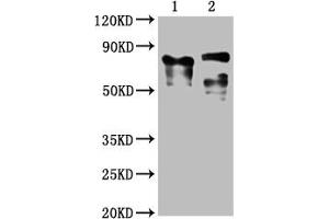 Western Blot Positive WB detected in: 1 lane: Recombinant proteins with LAG3, 2 lane: 293F whole cell lysate transfected with LAG3 All lanes: LAG3 antibody at 1:2000 Secondary Goat polyclonal to mouse IgG at 1/50000 dilution Predicted band size: 76, 88 KDa Observed band size: 76, 88 KDa Exposure time:5 min (LAG3 Antikörper  (AA 29-450))