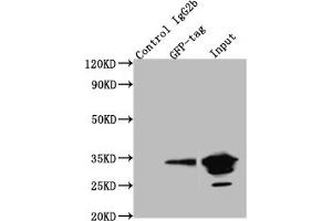 Western Blotting (WB) image for anti-Green Fluorescent Protein (GFP) antibody (ABIN7141875)
