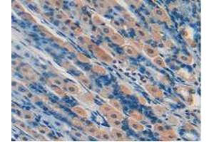 IHC-P analysis of Mouse Stomach Tissue, with DAB staining. (MMP12 Antikörper  (AA 294-473))