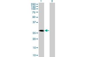 Western Blot analysis of ITM2C expression in transfected 293T cell line by ITM2C MaxPab polyclonal antibody. (ITM2C Antikörper  (AA 1-230))