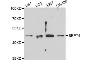 Western blot analysis of extracts of various cell lines, using SEPT4 antibody (ABIN4905117) at 1:1000 dilution. (Septin 4 Antikörper)