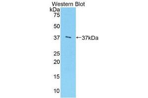 Western Blotting (WB) image for anti-Arginase (ARG) (AA 1-322) antibody (FITC) (ABIN1858072) (ARG Antikörper  (AA 1-322) (FITC))