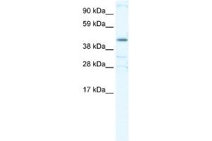 WB Suggested Anti-YY1 Antibody Titration:  0. (YY1 Antikörper  (Middle Region))