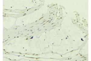 ABIN6279318 at 1/100 staining Mouse muscle tissue by IHC-P. (CCDC8 Antikörper  (N-Term))