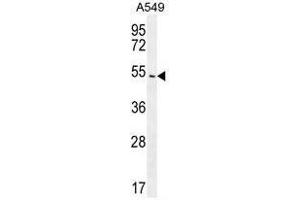 ARRB1 Antibody (C-term) western blot analysis in A549 cell line lysates (35µg/lane). (beta Arrestin 1 Antikörper  (C-Term))