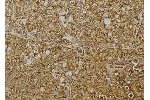 ABIN6273040 at 1/100 staining Human pancreas tissue by IHC-P. (Dermatopontin Antikörper  (Internal Region))