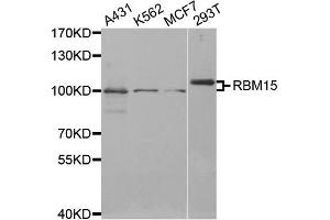 Western Blotting (WB) image for anti-RNA Binding Motif Protein 15 (RBM15) antibody (ABIN1874565)