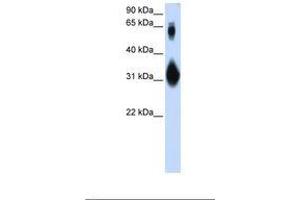 Image no. 1 for anti-SRY (Sex Determining Region Y)-Box 15 (SOX15) (N-Term) antibody (ABIN6739055)