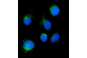 IF analysis of SERINC3 using anti-SERINC3 antibody (ABIN7602099). (SERINC3 Antikörper  (AA 59-404))